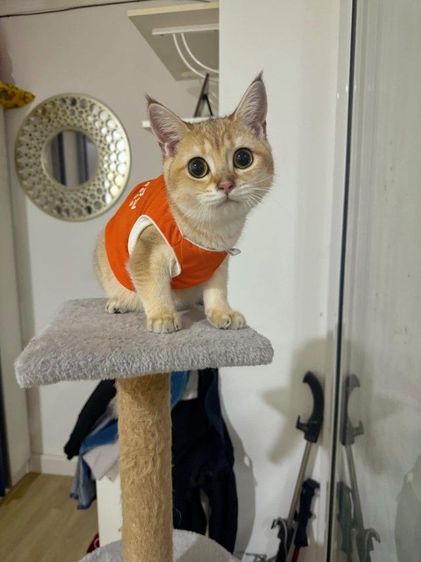 ลดประชากร แมวบริติช ชอตแฮร์ สี Ny11 เพศเมีย อายุ 1.5  รูปที่ 3