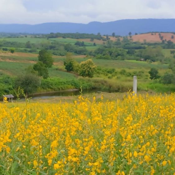 ที่ดินเนินเขาวิวสวย ต.วังกะทะ ใกล้เขาใหญ่ แบ่งขาย ไร่ละ 5แสน 