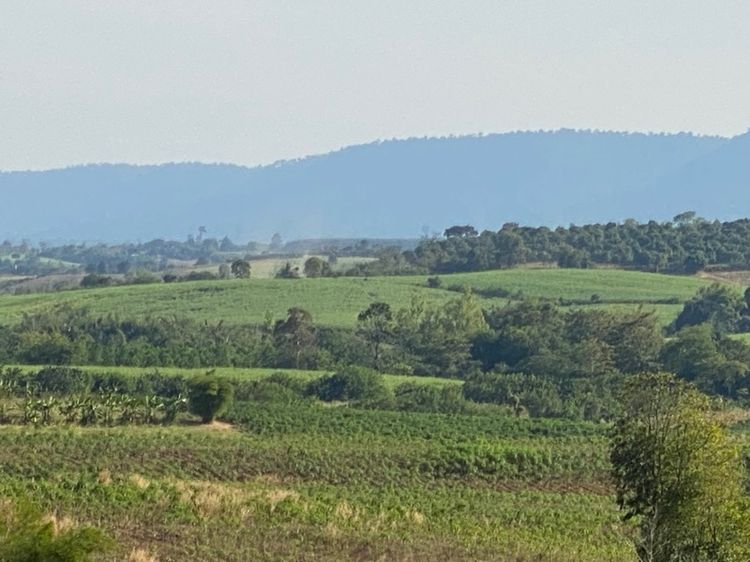 ที่ดินเนินเขาวิวสวย ต.วังกะทะ ใกล้เขาใหญ่ แบ่งขาย ไร่ละ 5แสน  รูปที่ 3