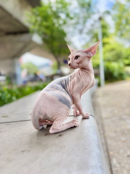 แมวสฟิงซ์ เพศหญิง รูปที่ 2