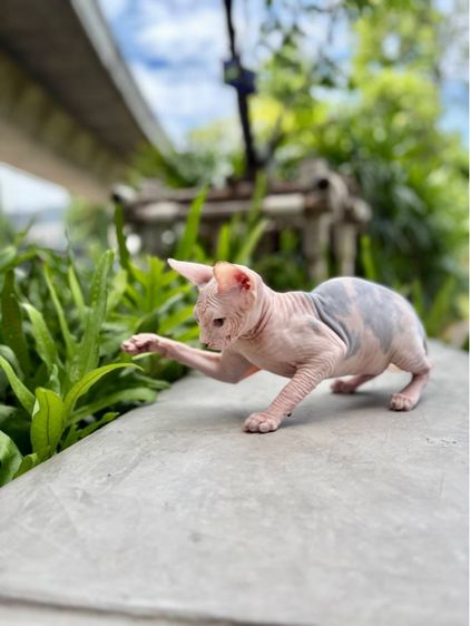 แมวสฟิงซ์ เพศหญิง รูปที่ 4