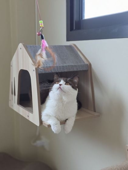 รับฝากเลี้ยงแมว รูปที่ 8