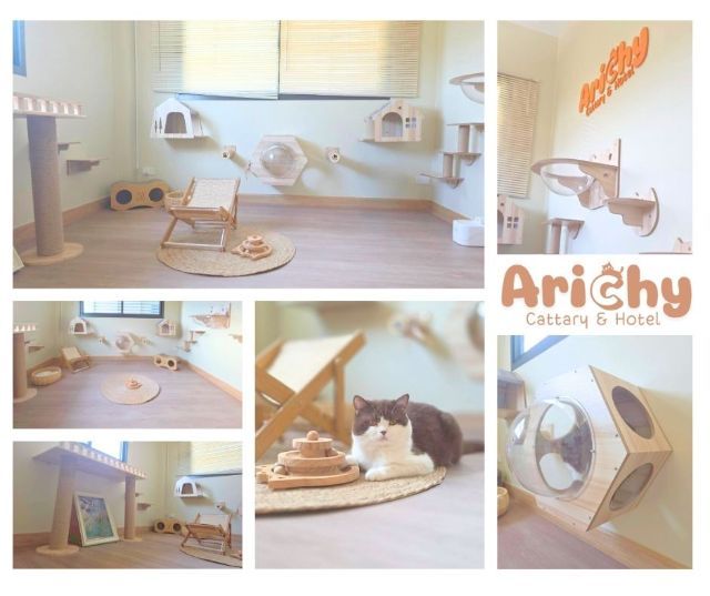 รับฝากเลี้ยงแมว รูปที่ 3