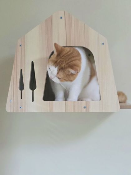 รับฝากเลี้ยงแมว รูปที่ 5