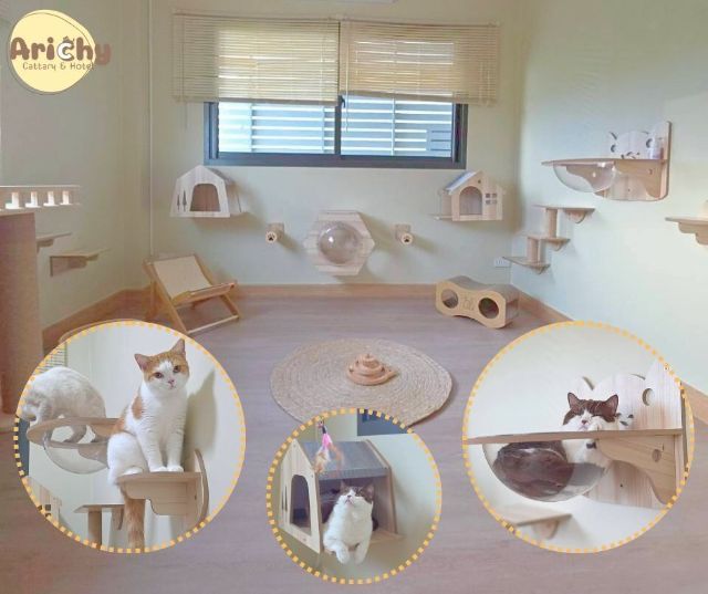 รับฝากเลี้ยงแมว รูปที่ 4