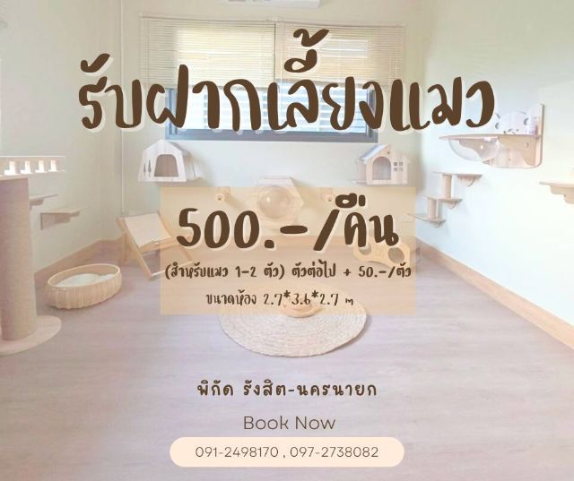 รับฝากเลี้ยงแมว