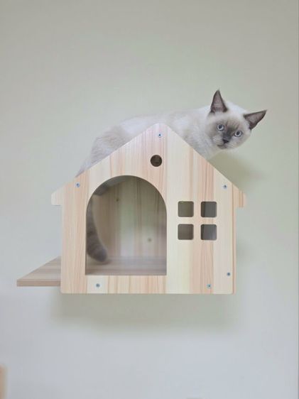 รับฝากเลี้ยงแมว รูปที่ 7