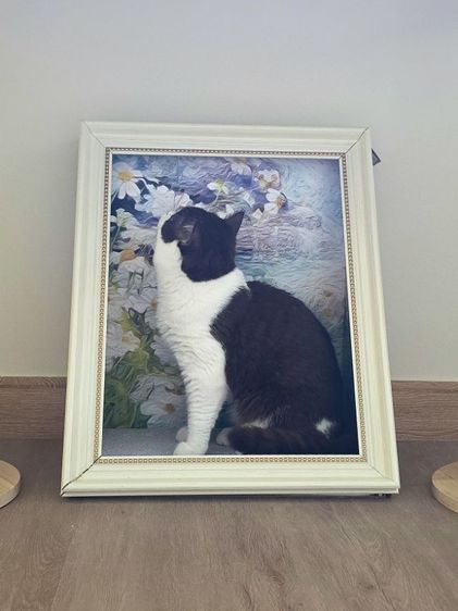 รับฝากเลี้ยงแมว รูปที่ 9