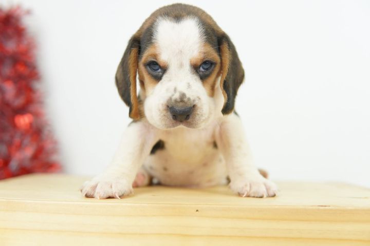 บีเกิ้ลน้อยหาบ้าน