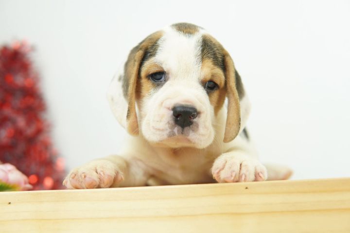 บีเกิ้ลน้อยหาบ้าน รูปที่ 9