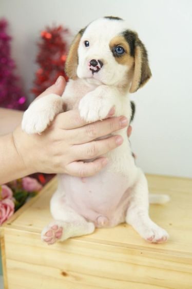 บีเกิ้ลน้อยหาบ้าน รูปที่ 8