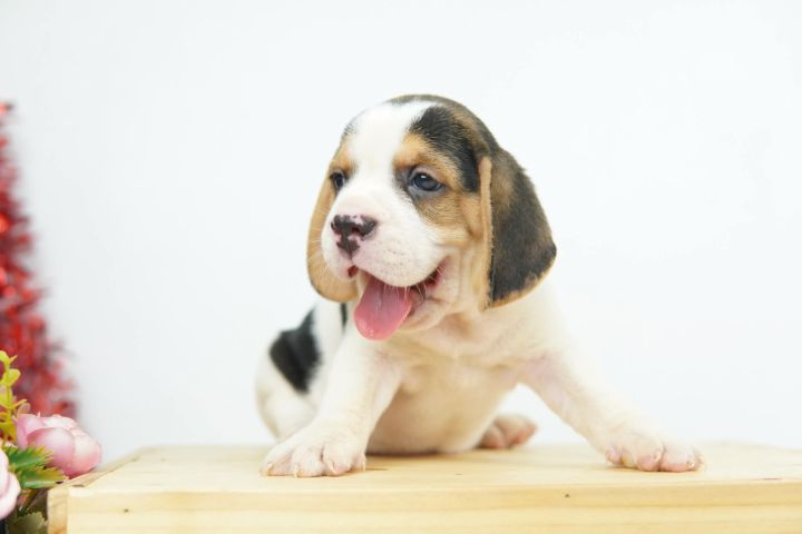 บีเกิ้ลน้อยหาบ้าน รูปที่ 7