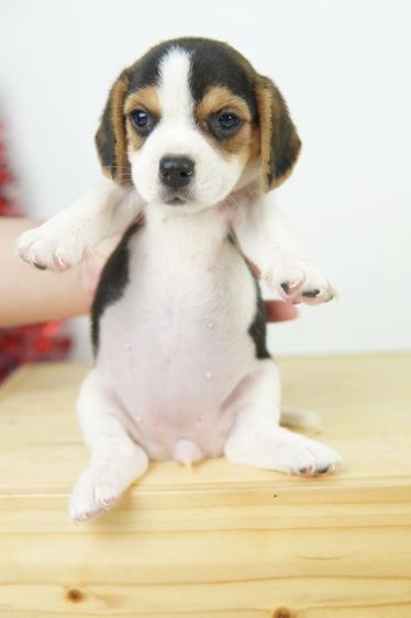 บีเกิ้ลน้อยหาบ้าน รูปที่ 2