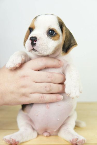 บีเกิ้ลน้อยหาบ้าน รูปที่ 3