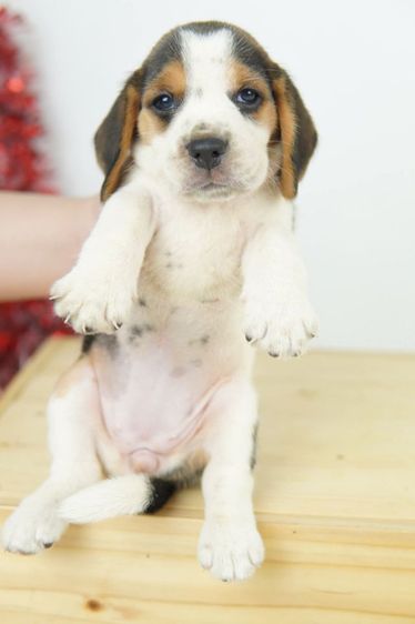 บีเกิ้ลน้อยหาบ้าน รูปที่ 6