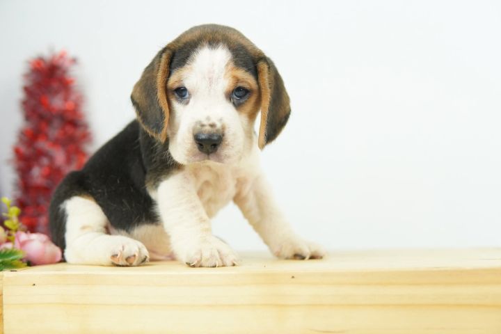 บีเกิ้ลน้อยหาบ้าน รูปที่ 10