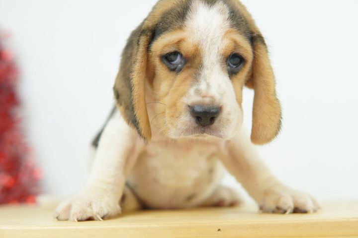 บีเกิ้ลน้อยหาบ้าน รูปที่ 5