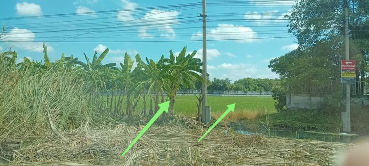 ขายที่ดินติดถ.บางบัวทอง-สุพรรณบุรี (340) กม 19. รูปที่ 2