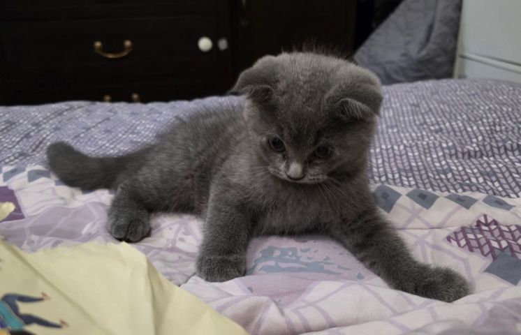 ด.ญ. บลูบลู อายุ2 ด ขนฟูๆนุ่มนิ่มน่าฟัด น้องขี้เล่นร่าเริงมากๆ