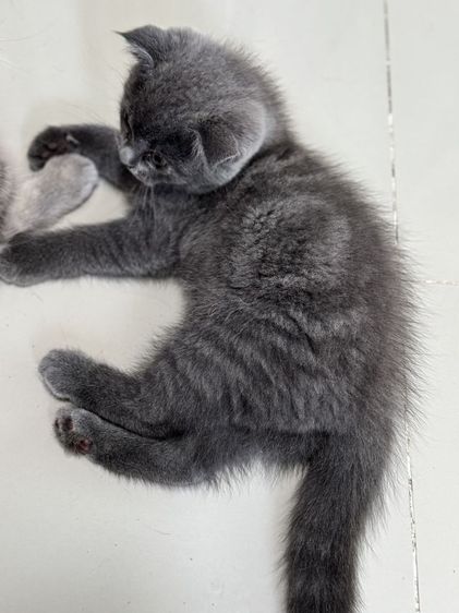 ด.ญ. บลูบลู อายุ2 ด ขนฟูๆนุ่มนิ่มน่าฟัด น้องขี้เล่นร่าเริงมากๆ รูปที่ 4