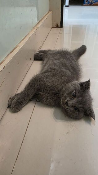 ด.ญ. บลูบลู อายุ2 ด ขนฟูๆนุ่มนิ่มน่าฟัด น้องขี้เล่นร่าเริงมากๆ รูปที่ 7