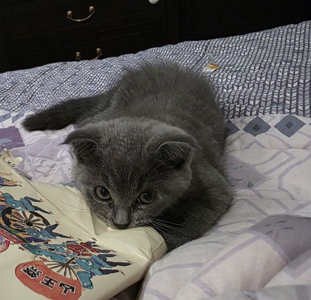 ด.ญ. บลูบลู อายุ2 ด ขนฟูๆนุ่มนิ่มน่าฟัด น้องขี้เล่นร่าเริงมากๆ รูปที่ 2