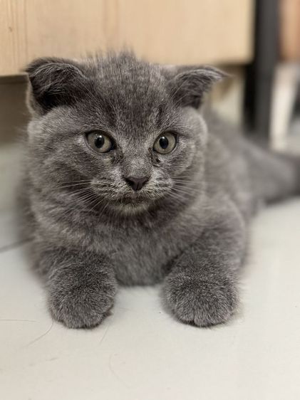 ด.ญ. บลูบลู อายุ2 ด ขนฟูๆนุ่มนิ่มน่าฟัด น้องขี้เล่นร่าเริงมากๆ รูปที่ 6