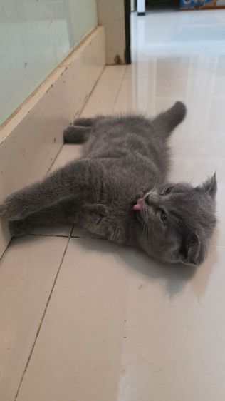 ด.ญ. บลูบลู อายุ2 ด ขนฟูๆนุ่มนิ่มน่าฟัด น้องขี้เล่นร่าเริงมากๆ รูปที่ 5