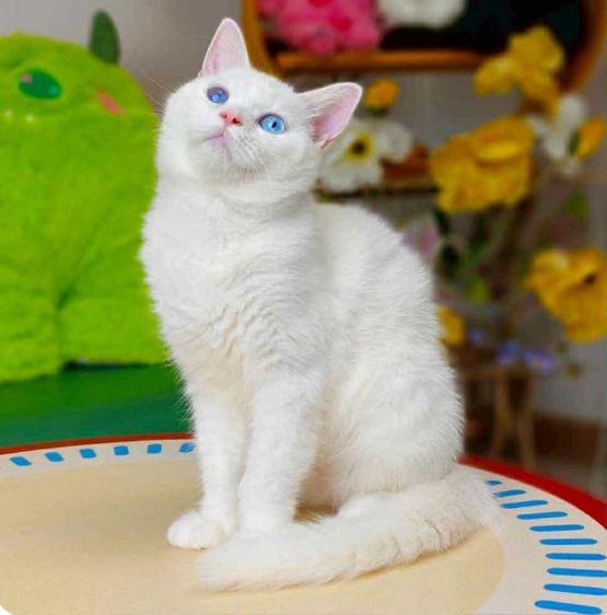 มันซ์กิ้นขายาว รูปที่ 2