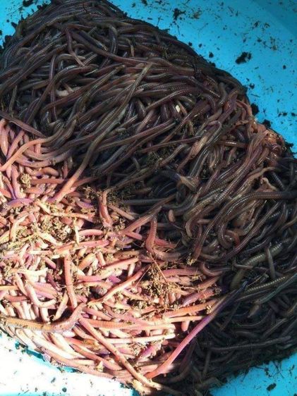 ปุ๋ย 1000ตัว300บาท