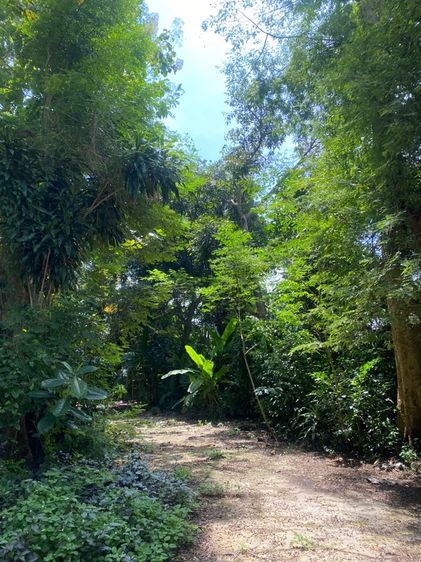 ที่ดิน7 ไร่กว่าใกล้สวนสนระยอง รูปที่ 2