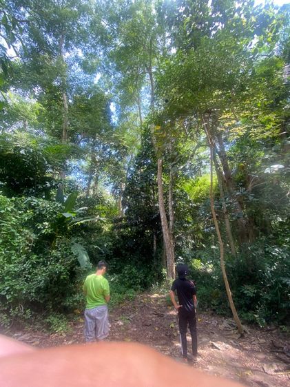 ที่ดิน7 ไร่กว่าใกล้สวนสนระยอง รูปที่ 3