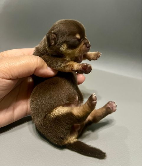 ❌ติดจอง❌ลูกชิวาว่าขนสั้นแท้เพศเมีย สีช๊อคโกแลตแทนสวยมาก รูปที่ 5