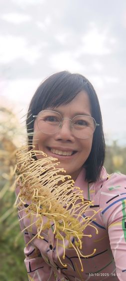 กิ่งตอนเกรวิเลีย รูปที่ 5
