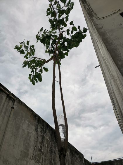 ขายต้นโพธิ์​มงคล​ ยั่งยืน​ ชนะทุกอย่าง รูปที่ 4