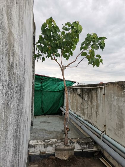 ขายต้นโพธิ์​มงคล​ ยั่งยืน​ ชนะทุกอย่าง รูปที่ 2