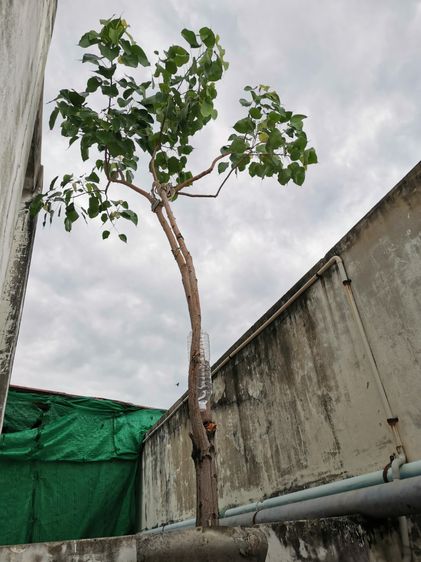 ขายต้นโพธิ์​มงคล​ ยั่งยืน​ ชนะทุกอย่าง