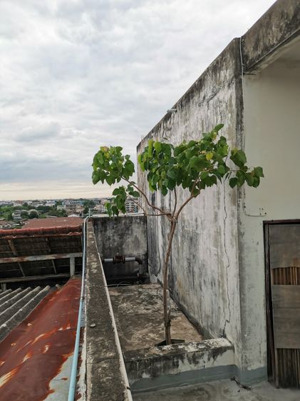 ขายต้นโพธิ์​มงคล​ ยั่งยืน​ ชนะทุกอย่าง รูปที่ 5
