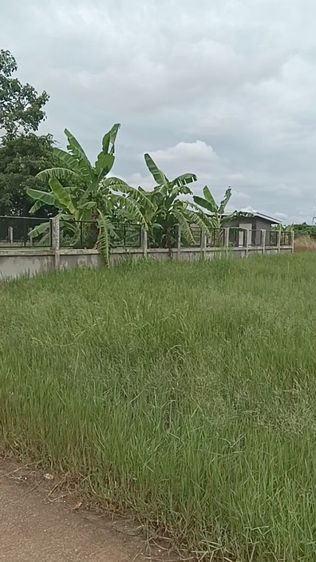 ไม่ใช่ ที่ดินสี่เหลี่ยม ใกล้สนามบินเชียงราย เข้าออกสะดวก ตืดถนนคอนกรีต รูปที่ 2