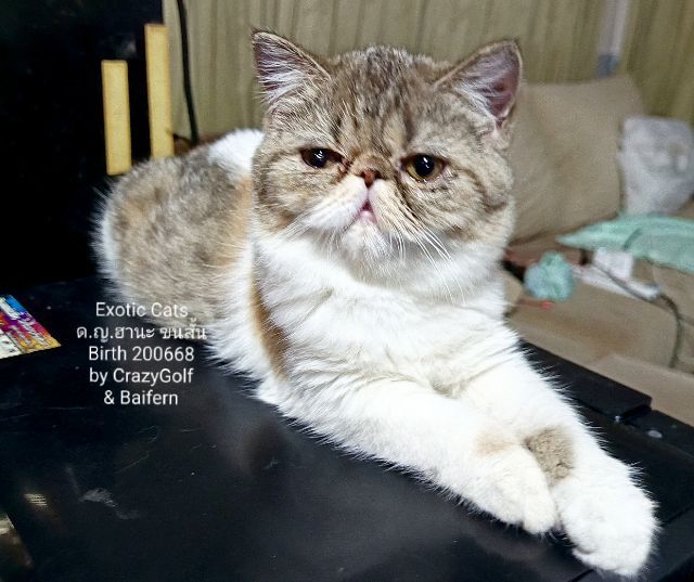 Exotic Cats รูปที่ 15