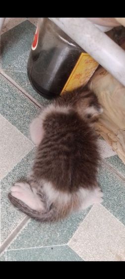 แม่แมวมาคลอดลูกที่บ้าน แต่เพื่อนบ้านไม่อยากให้มีแมว ในหมู่บ้าน กลัวแมวเป็นอันตรายเพราะโดนไล่ยิง หาบ้านให้ครอบครัวแมวด่วน จ้า รูปที่ 3