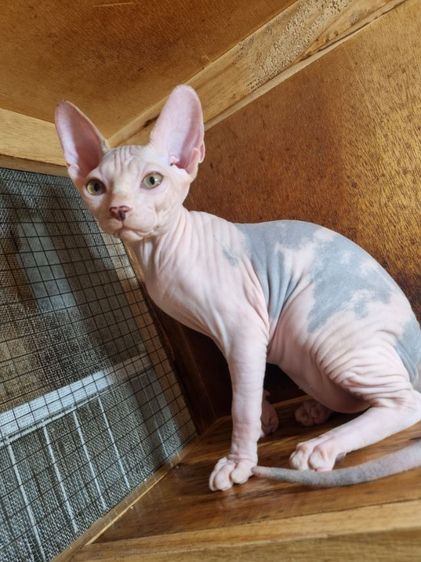 น้องแมวสฟิงซ์ รูปที่ 2