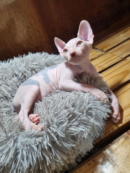 น้องแมวสฟิงซ์