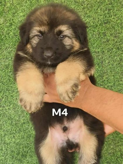 เยอร์มันเซฟเพิร์ด รูปที่ 5