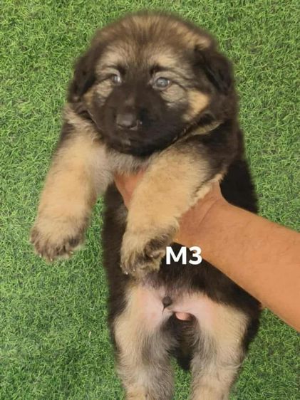 เยอร์มันเซฟเพิร์ด รูปที่ 6