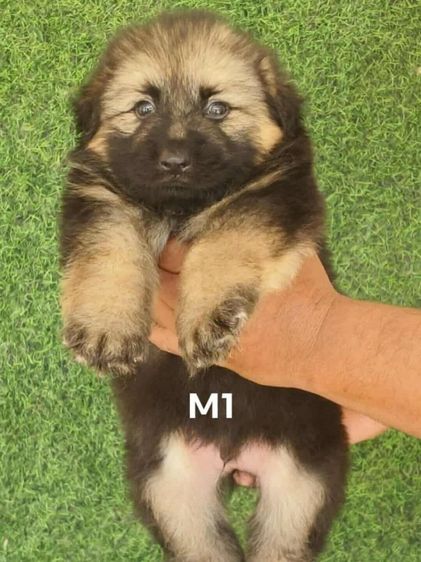 เยอร์มันเซฟเพิร์ด รูปที่ 2