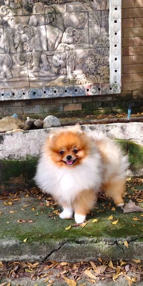 ปอมเมอเรเนียน รูปที่ 5