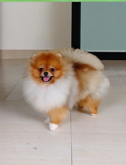 ปอมเมอเรเนียน รูปที่ 7