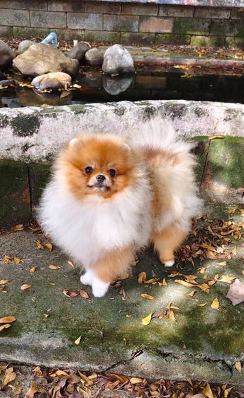 ปอมเมอเรเนียน รูปที่ 6