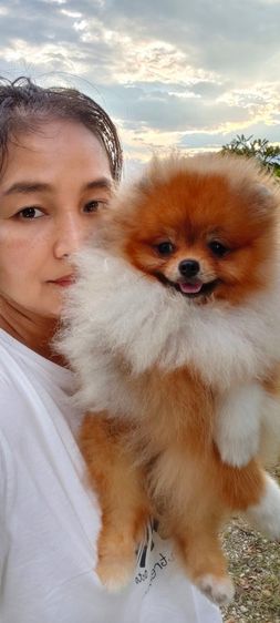 ปอมเมอเรเนียน รูปที่ 2